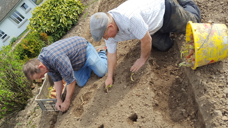 Repiquage des plants pour semence de carottes de Tilques